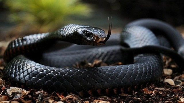 Black Mamba - Deadliest Animals