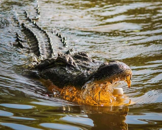 Saltwater Crocodile - Deadliest Animals