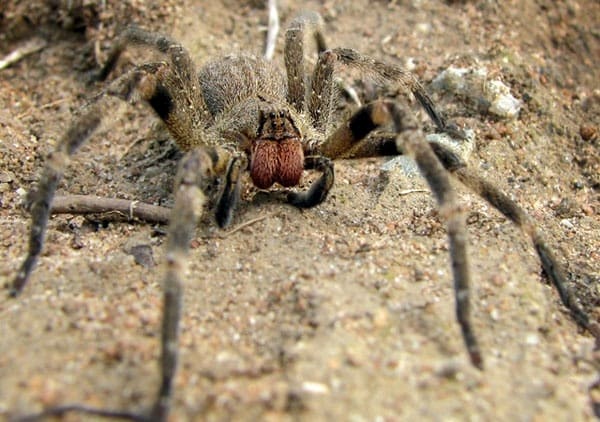 brazilian wandering spider - Deadliest Animals