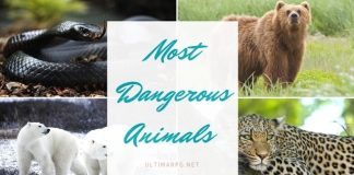 Most Dangerous Animals